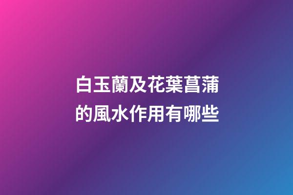 白玉蘭及花葉菖蒲的風水作用有哪些?