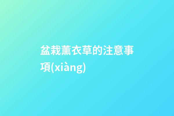 盆栽薰衣草的注意事項(xiàng)