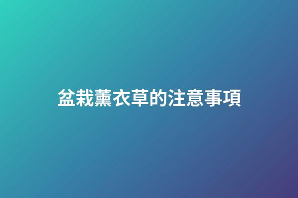 盆栽薰衣草的注意事項