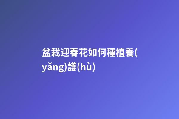 盆栽迎春花如何種植養(yǎng)護(hù)
