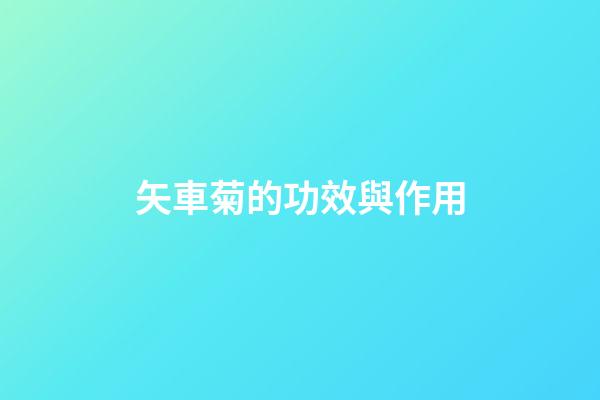 矢車菊的功效與作用