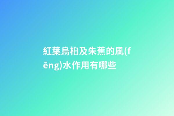 紅葉烏桕及朱蕉的風(fēng)水作用有哪些?