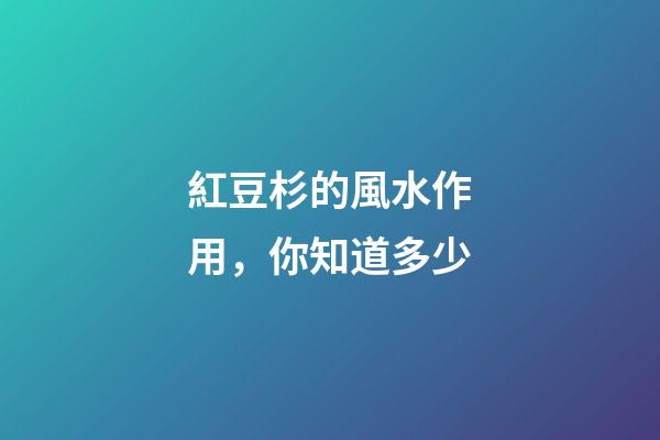 紅豆杉的風水作用，你知道多少