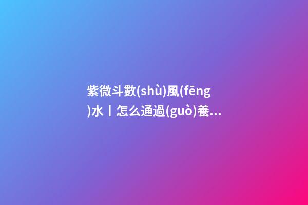 紫微斗數(shù)風(fēng)水丨怎么通過(guò)養(yǎng)狗旺風(fēng)水？