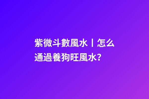 紫微斗數風水丨怎么通過養狗旺風水？