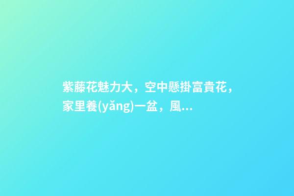 紫藤花魅力大，空中懸掛富貴花，家里養(yǎng)一盆，風水保家