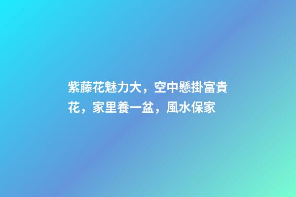 紫藤花魅力大，空中懸掛富貴花，家里養一盆，風水保家