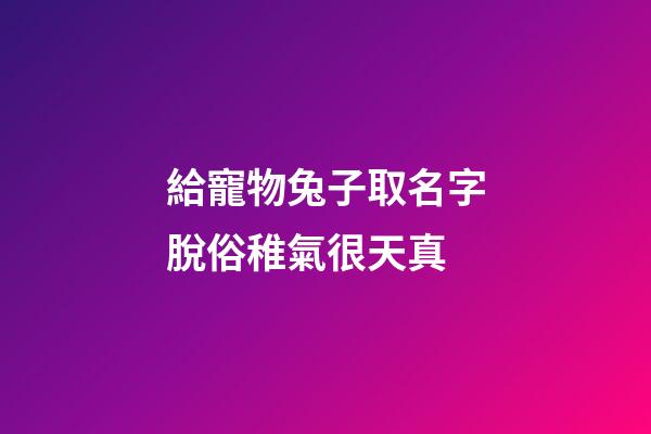 給寵物兔子取名字脫俗稚氣很天真