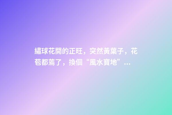 繡球花開的正旺，突然黃葉子，花苞都蔫了，換個“風水寶地”養
