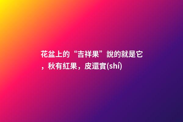 花盆上的“吉祥果”說的就是它，秋有紅果，皮還實(shí)