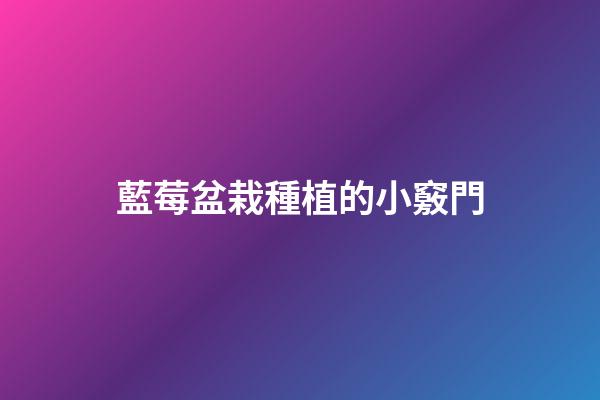 藍莓盆栽種植的小竅門