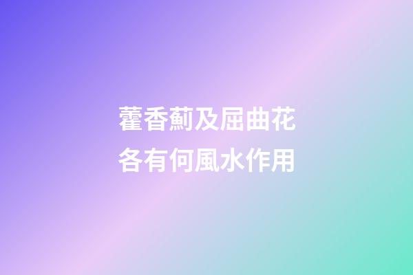 藿香薊及屈曲花各有何風水作用?