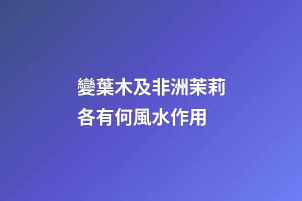 變葉木及非洲茉莉各有何風水作用?