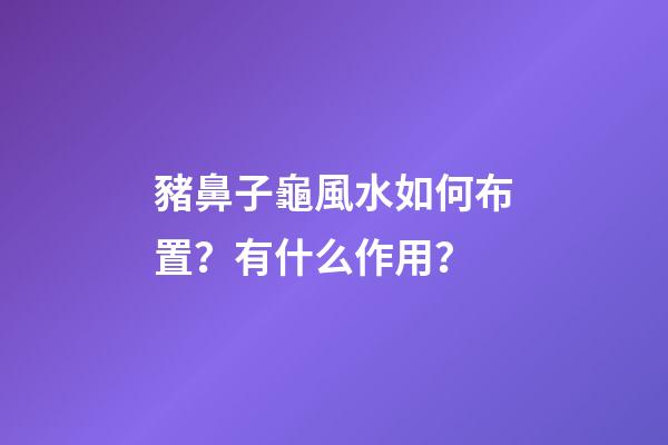 豬鼻子龜風水如何布置？有什么作用？