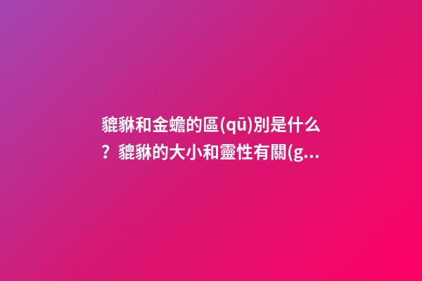 貔貅和金蟾的區(qū)別是什么？貔貅的大小和靈性有關(guān)系嗎？
