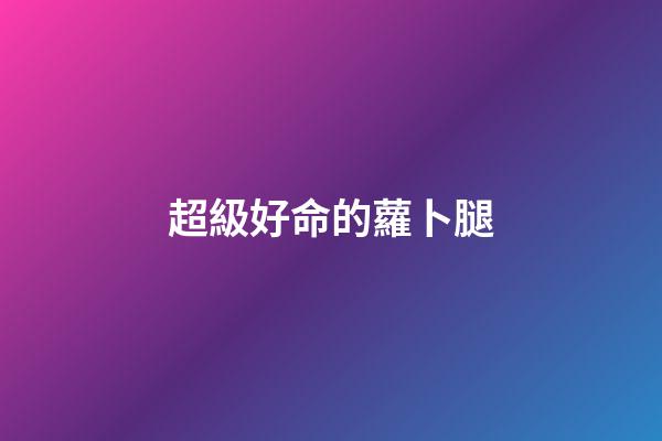 超級好命的蘿卜腿