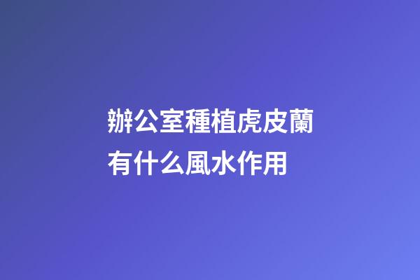 辦公室種植虎皮蘭有什么風水作用