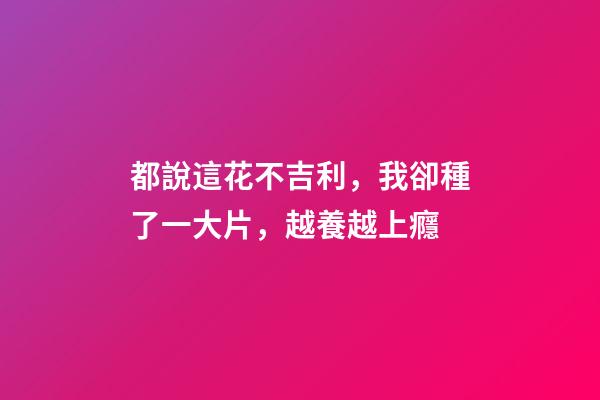 都說這花不吉利，我卻種了一大片，越養越上癮