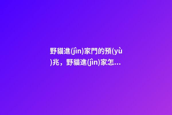 野貓進(jìn)家門的預(yù)兆，野貓進(jìn)家怎么辦