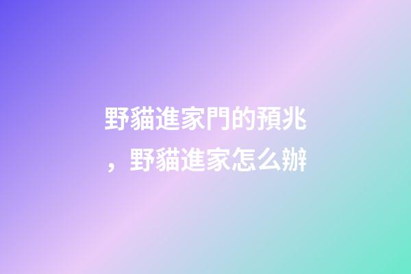 野貓進家門的預兆，野貓進家怎么辦