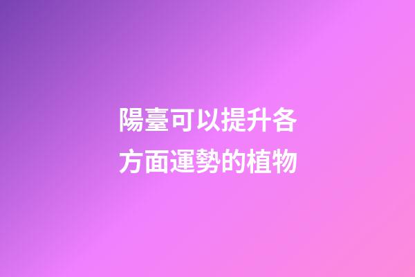 陽臺可以提升各方面運勢的植物