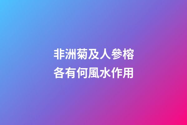 非洲菊及人參榕各有何風水作用?