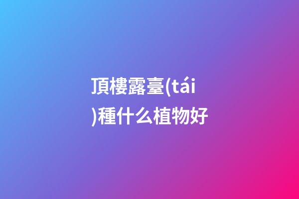 頂樓露臺(tái)種什么植物好