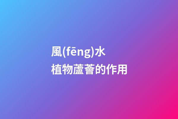 風(fēng)水植物蘆薈的作用