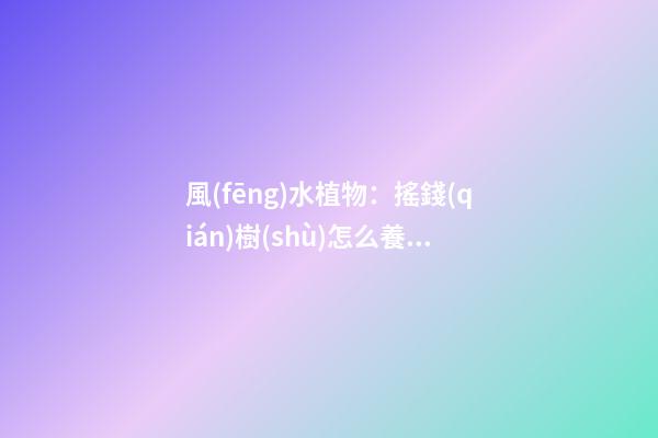 風(fēng)水植物：搖錢(qián)樹(shù)怎么養(yǎng)