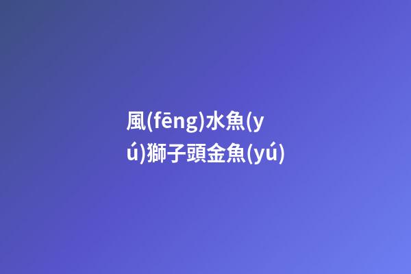 風(fēng)水魚(yú)獅子頭金魚(yú)