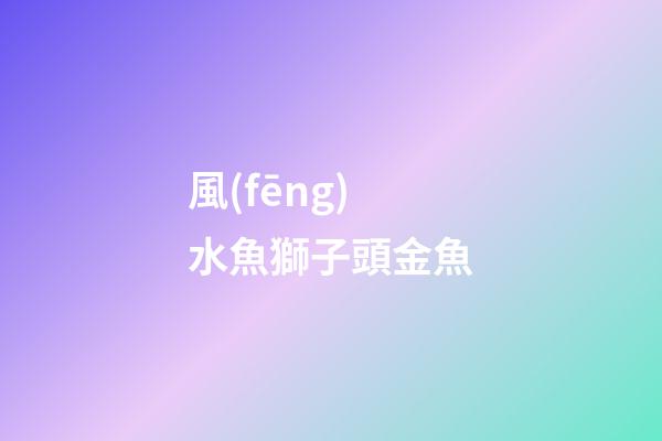 風(fēng)水魚獅子頭金魚