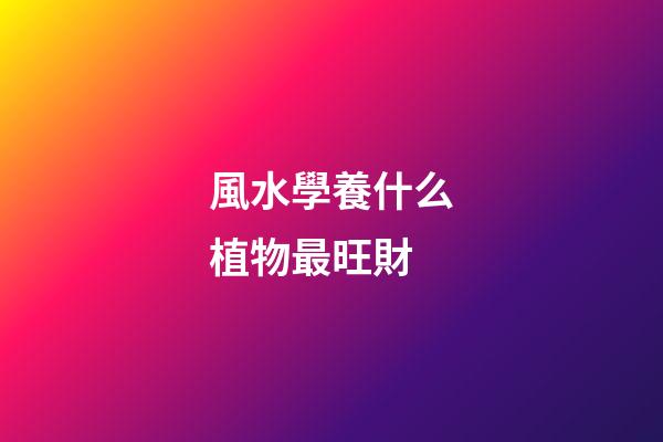 風水學養什么植物最旺財