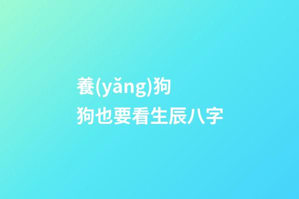 養(yǎng)狗狗也要看生辰八字