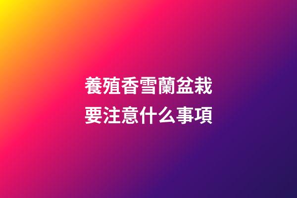 養殖香雪蘭盆栽要注意什么事項