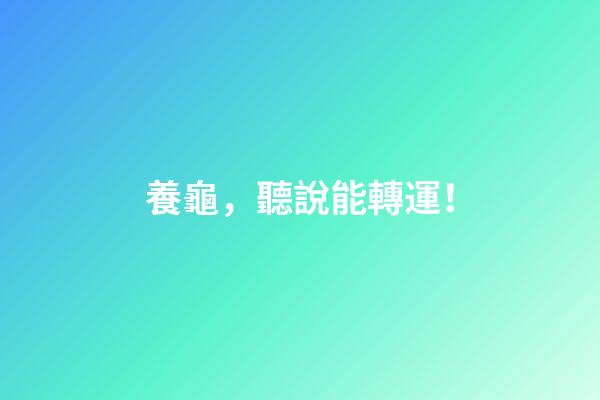 養龜，聽說能轉運！