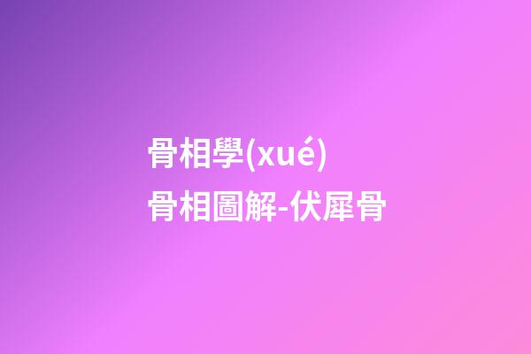 骨相學(xué)骨相圖解-伏犀骨