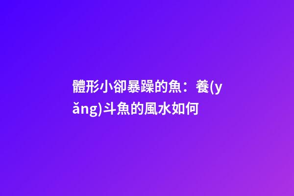 體形小卻暴躁的魚：養(yǎng)斗魚的風水如何